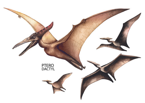 Pterodactyl Images – Browse 15,390 Stock Photos, Vectors, and Video