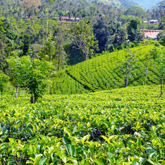 Fototapeta na wymiar The tea plantations background. Sri Lanka. Shallow depth of field. Focus on the foreground.