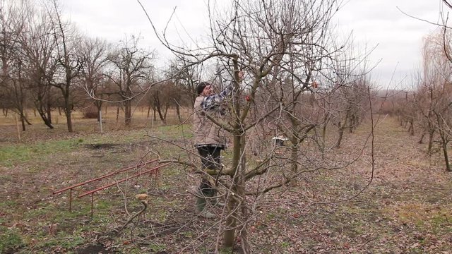 Gardener is cutting branches, pruning fruit trees with long shears in the orchard
Farmer is pruning branches of fruit trees in orchard using long loppers at early springtime.

