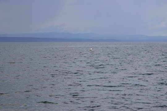 White egret Egretta garzetta on a large reservoir ( lake ) in Kazakhstan under a rain