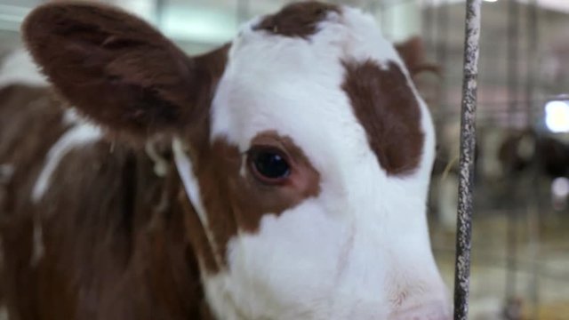 Head Spotted Newborn Calf In Dairy Farm In Straw Looks Around.