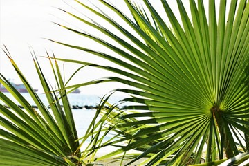 Fototapeta na wymiar Palm leave and the sea in the background, tropical holiday.
