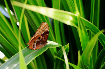 Beautiful Owl Butterfly resting on a vibrant gree leaf