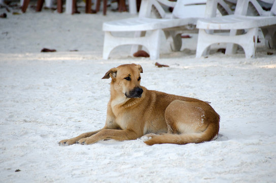 Dog lying on sand at the beach with sad eyes . poor solitude dog on the beach.  sad dog