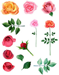 Watercolor red roses clipart. Pink flowers clip art 