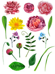 Watercolor peonies flowers clip art. Botanical clipart