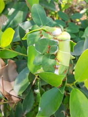 Red ants nest on green leaves  on tree in nature