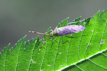 Mirid bug, Pantilius tunicatus