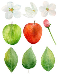 Watercolor red and green apples clip art. Garden tree flowers. Fruit isolated