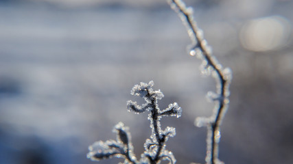 HOARFROST - Winter landscape of wild nature