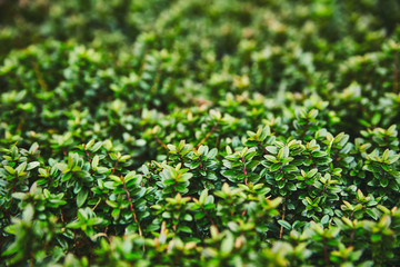 A macro photograph of a plant with small shiny leaves is similar to a legendary fantasy forest. Colorful juicy greens, perfect for the background. Soft photo processing.