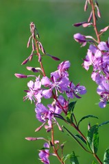 Schmalblättriges Weidenröschen