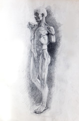 illustration drawing, sketch, portrait
