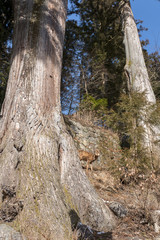 鹿　日光東照宮