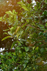 Limes growing on tree