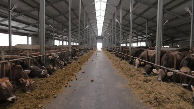 Cows are eating hay inside big barn. slow motion. slide camera