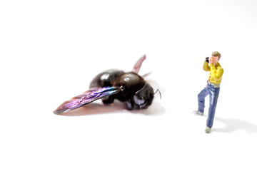 Insektensterben