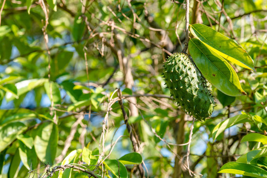 Corossol dans l'arbre - Ile de la R&eacute;union