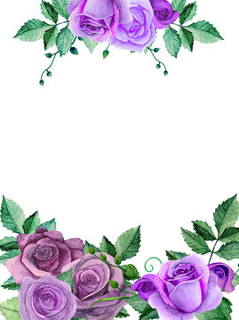 Watercolor Roses. Purple Flowers Bouquet. Greeting Card Design Template