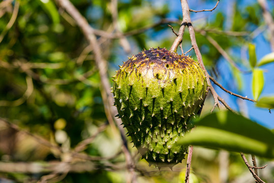 Corossol dans l'arbre sur fond de ciel bleu - Ile de la R&eacute;union