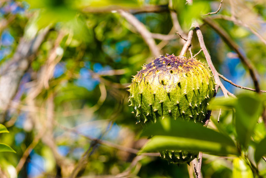 Corossol dans l'arbre sur fonds de ciel bleu - Ile de la R&eacute;union