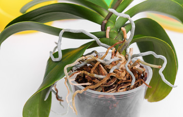 Orchid needs a transplant. © Tanya Rozhnovskaya