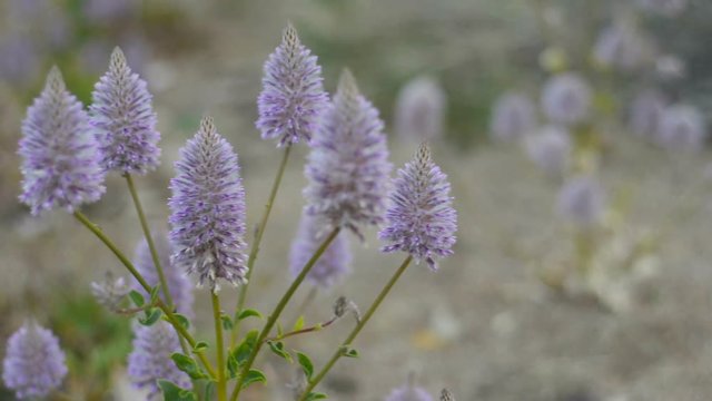 Tall Mulla Mulla flowers (Ptilotus Exaltatus)