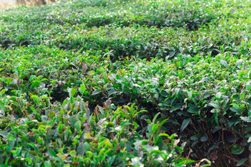 Fototapeta na wymiar tea plantation in Matsesta ,Sochi, Russia