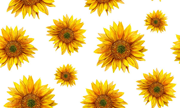 Watercolor sunflower. Rustic pattern. Country yellow flowers background 