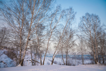 winter landscape in sunny day with snow and frost on trees burch