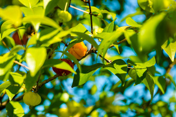 Cerisier de cayenne - Eugenia uniflora - Ile de la Réunion