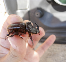 The rhinoceros beetle is in the hands of man. A rigid-winged insect.