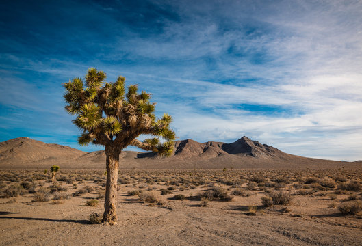 arbre de J&eacute;sus dans le d&eacute;sert.
