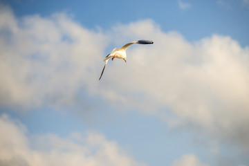 black headed gull flying deep over the Baltic sea