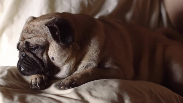 A cute pug dog lays in bed, tired and lazy