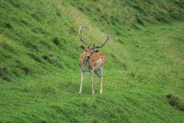 Wild deer with big horns grazes on a green grass.