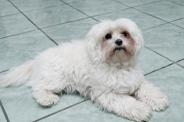 Maltese Bichon laid