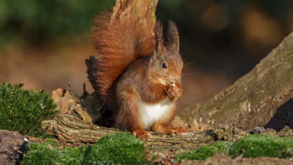 Red Squirrel in winter