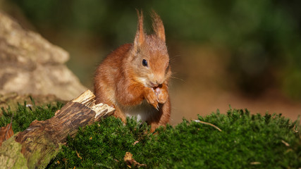 Red Squirrel in winter
