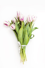 spring flowers on a white background in the studio. tulips