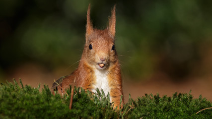 Red Squirrel in winter