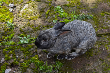 close up on grey rabbit hare outdoor on grassy field 