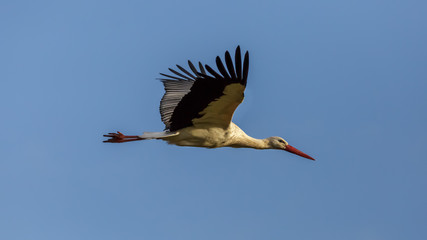 Stork flying