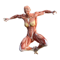 3D Rendering Female Anatomy Figure on White