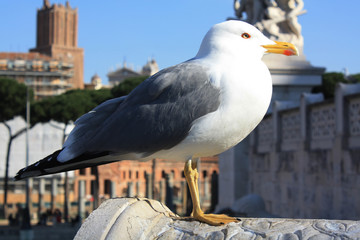 Seagull in Rome Vittoriano Italy