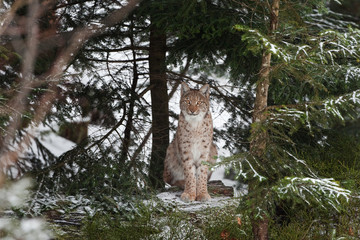 Naklejka premium Eurasian lynx, lynx lynx, Germany