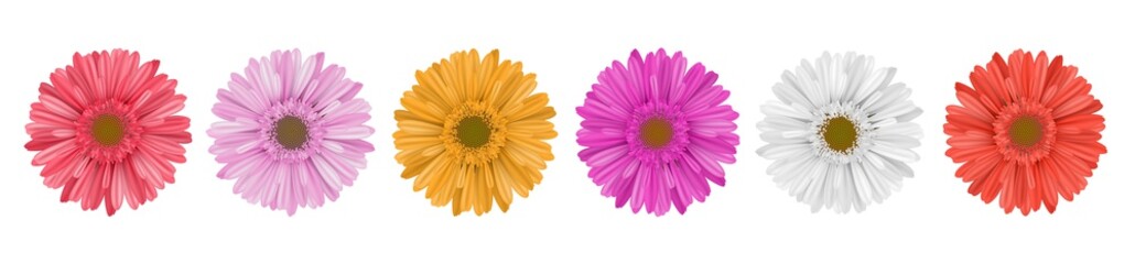 Oddzielny rząd kwiatów stokrotki gerbera, na poziomy baner, w różnych kolorach. Wektorowa ilustracja odizolowywająca na bielu - 192600453