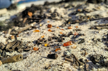 Amber on the shore macro close-up