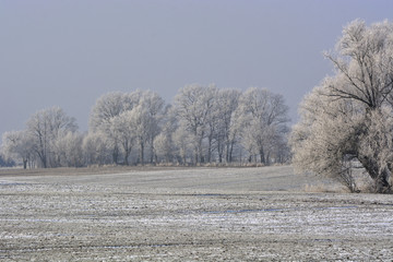 hoarfrost