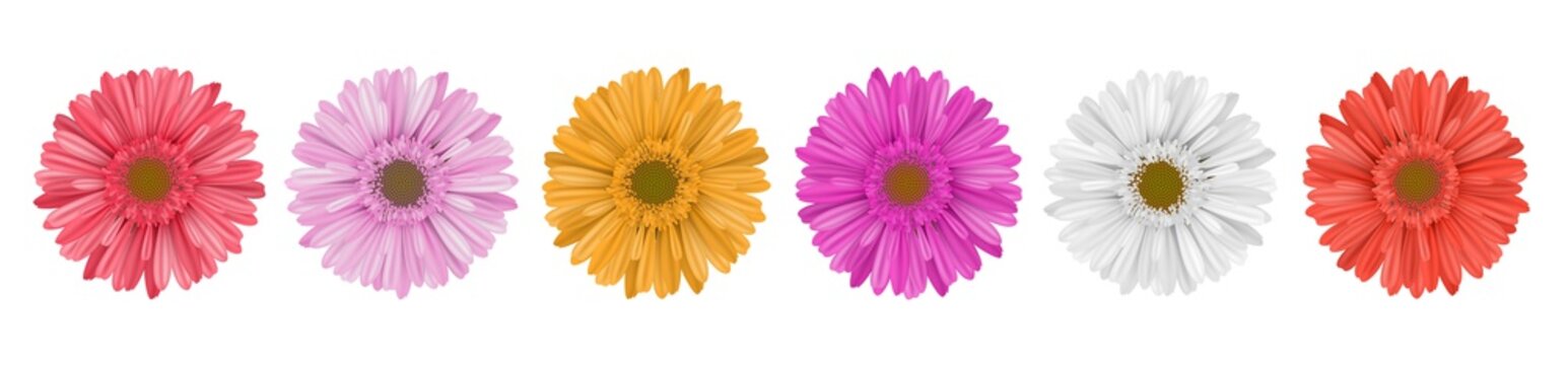 Separate gerbera daisy flower row, for horizontal banner, in different colors. Vector illustration isolated on white
